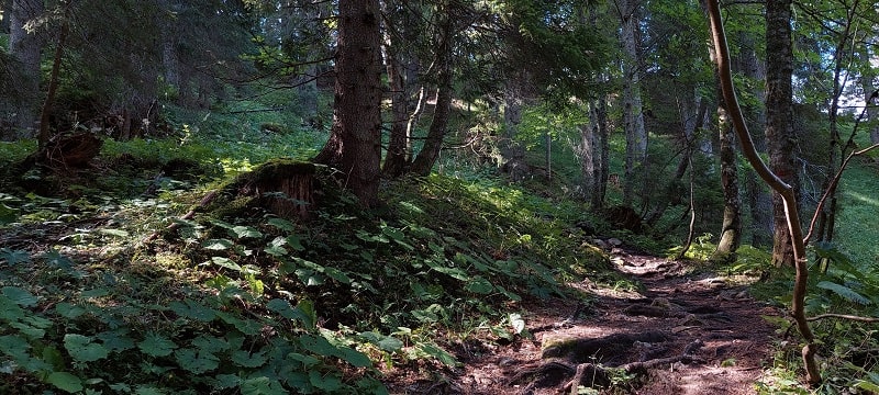 Sentiero nel bosco