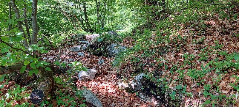 Sentiero nel bosco