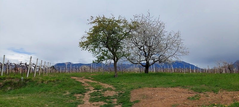 Campi nel Feletto